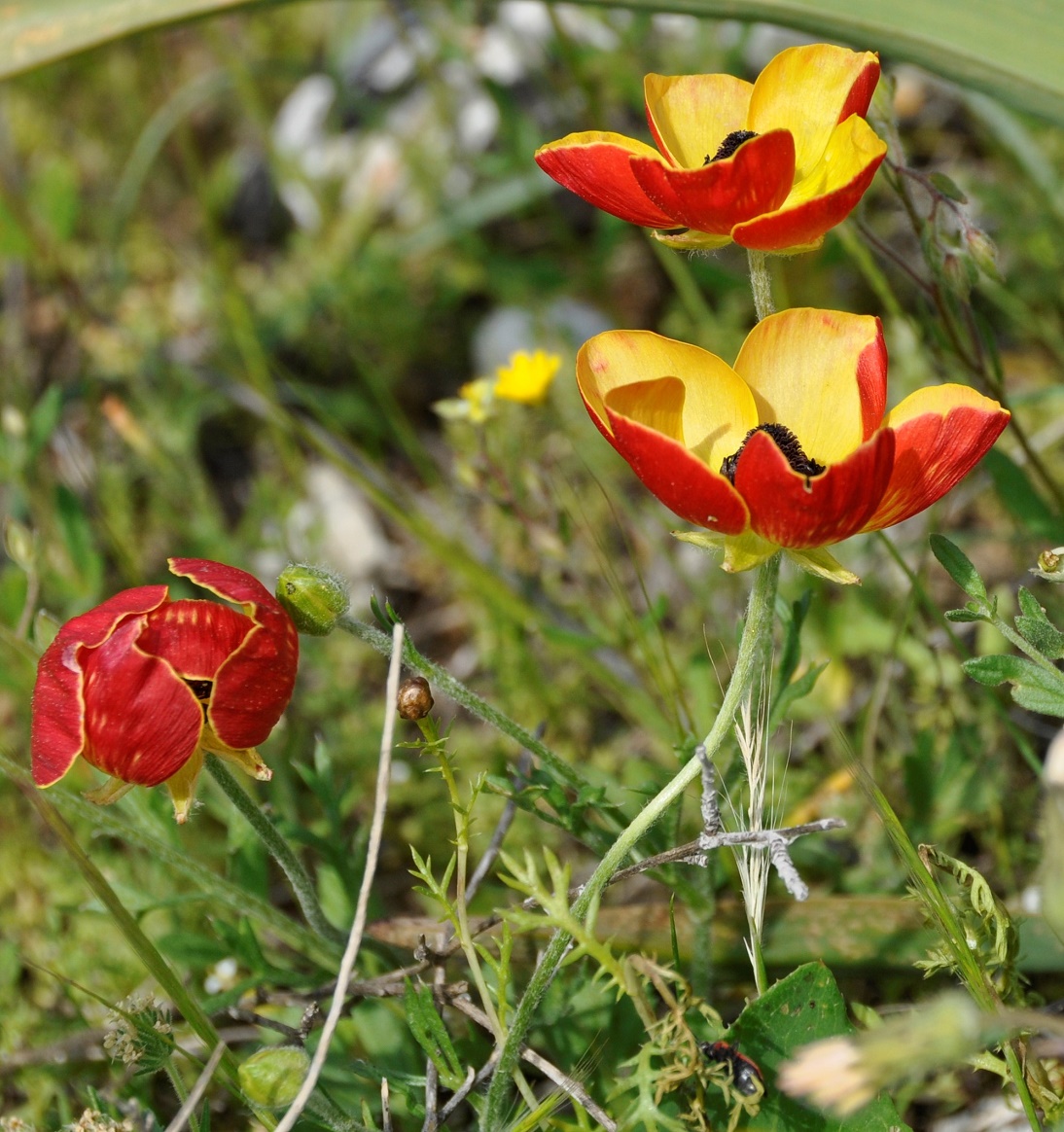 Image of Ranunculus asiaticus specimen.