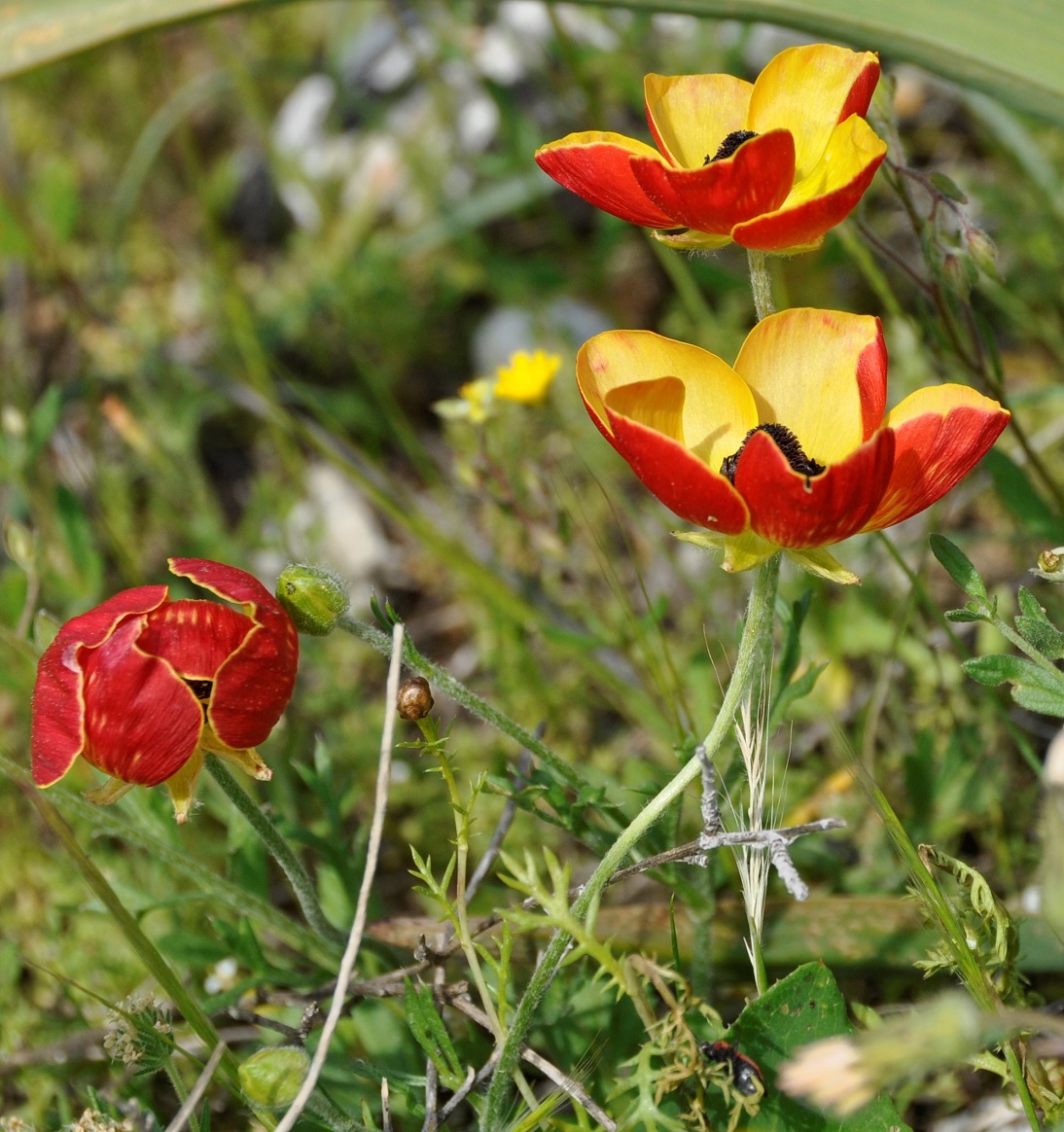 Изображение особи Ranunculus asiaticus.