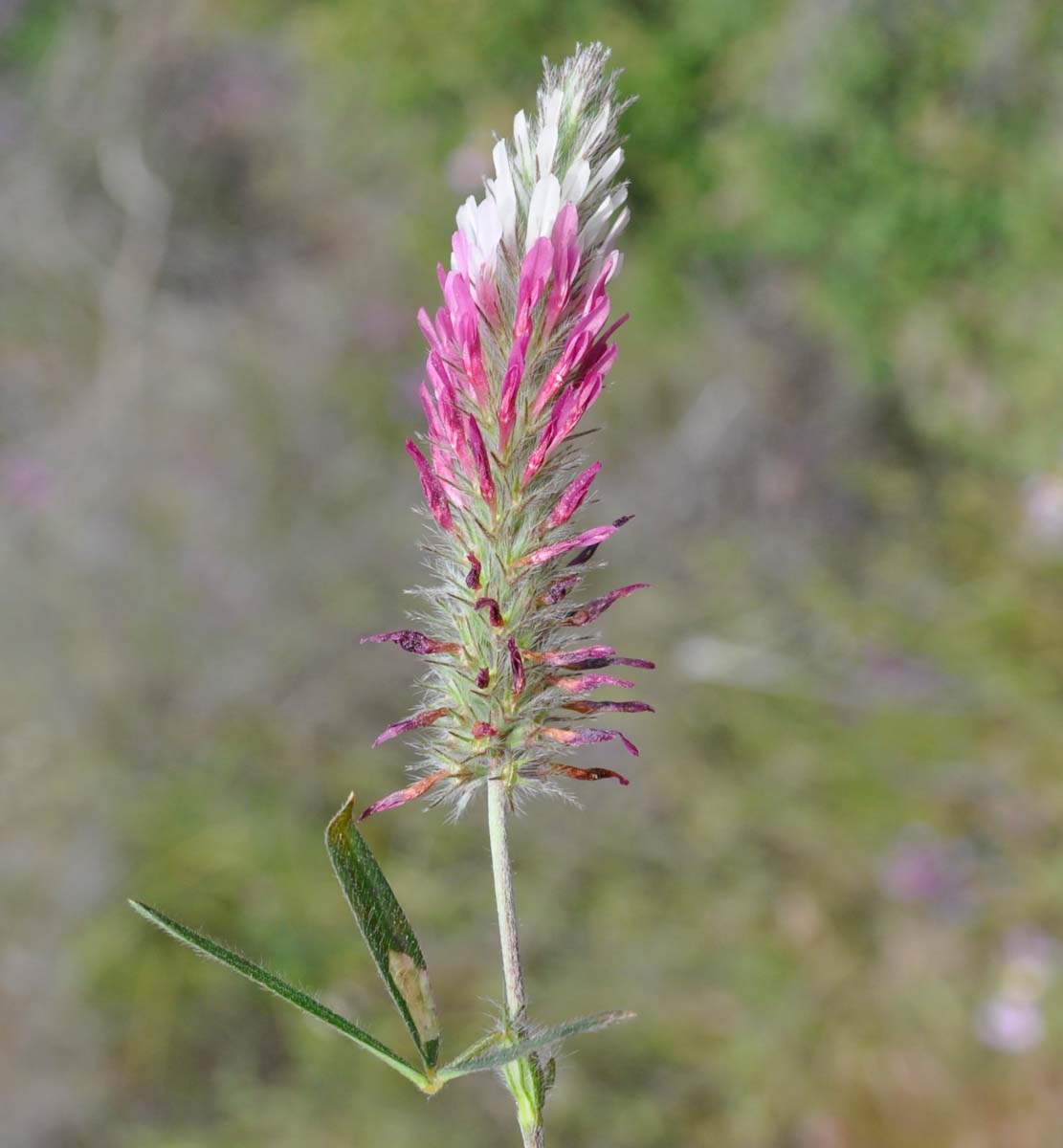 Image of Trifolium pamphylicum specimen.