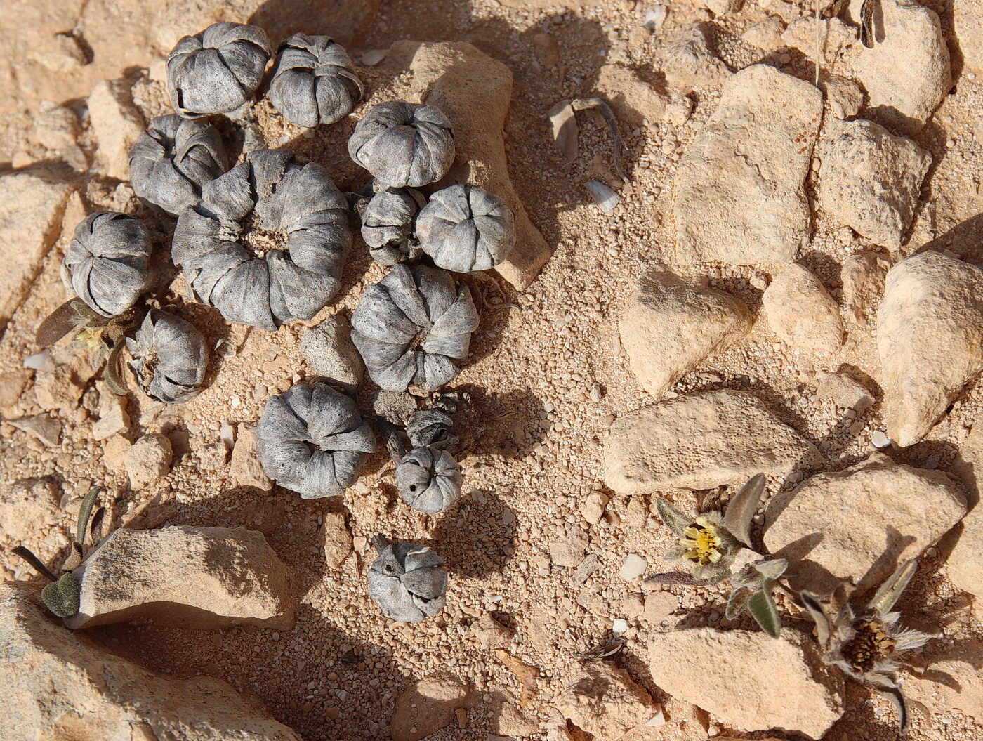 Image of Asteriscus hierochunticus specimen.