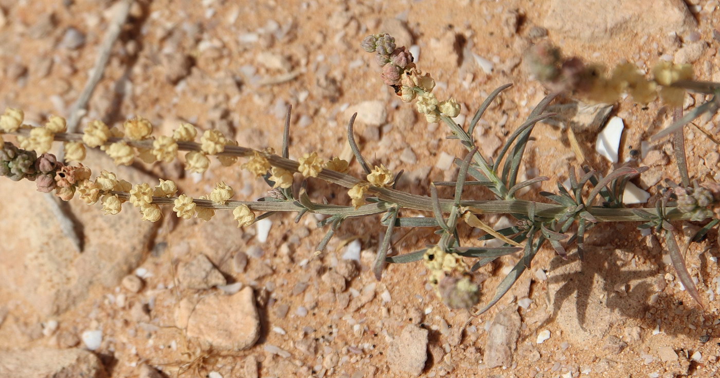 Image of Oligomeris linifolia specimen.