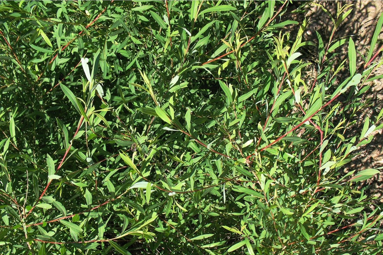 Изображение особи Salix vinogradovii.