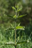 Lysimachia vulgaris. Верхушка растения с молодыми пазушными побегами. Ленинградская обл., Лужский р-н, пойма р. Луга у дер. Кемка. 09.06.2010.