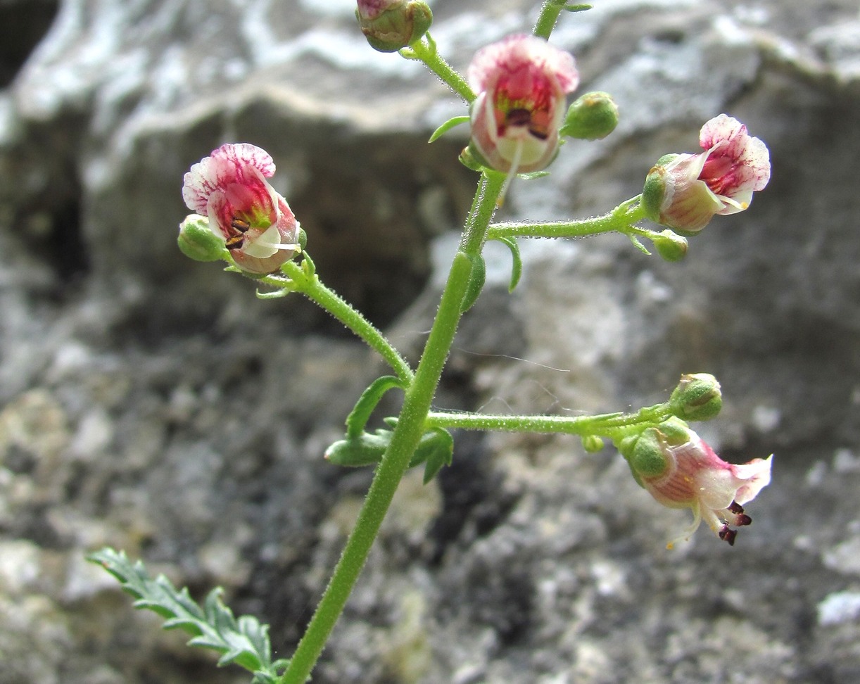 Image of Scrophularia rupestris specimen.