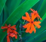 Lychnis fulgens