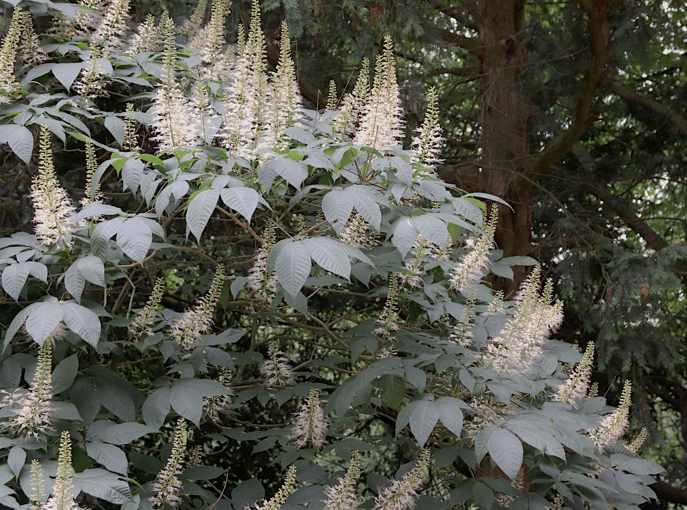 Image of Aesculus parviflora specimen.