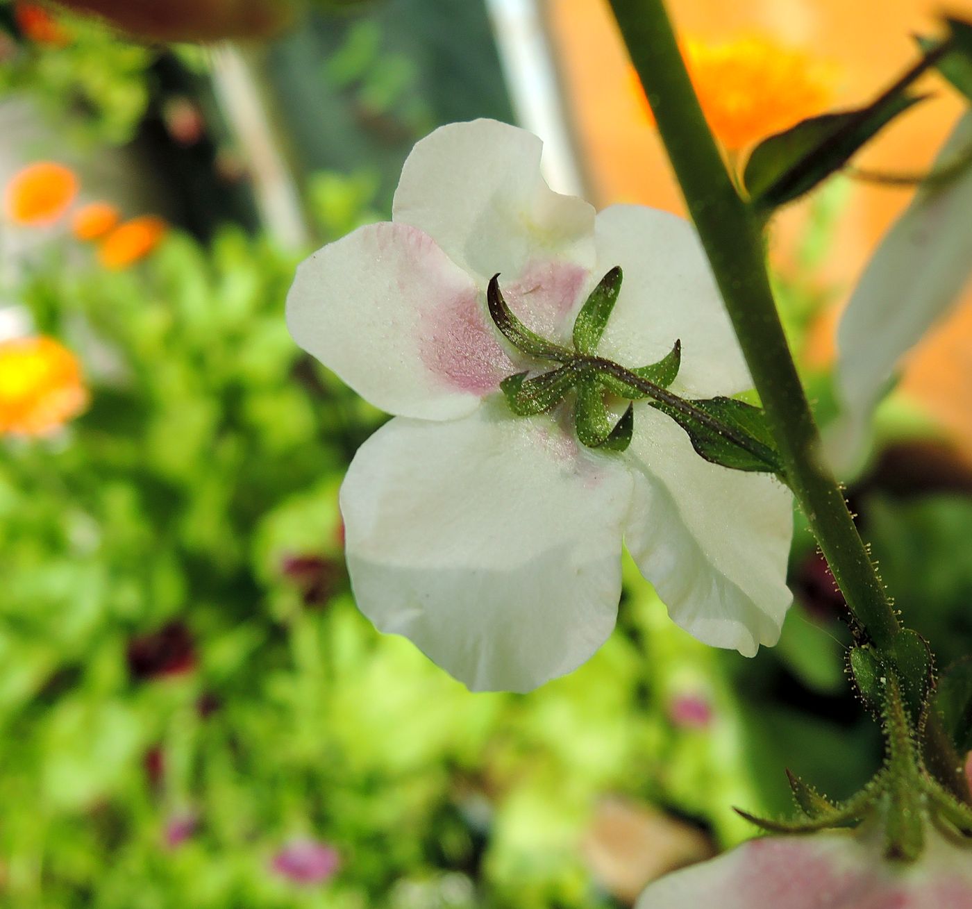 Image of Verbascum phoeniceum specimen.