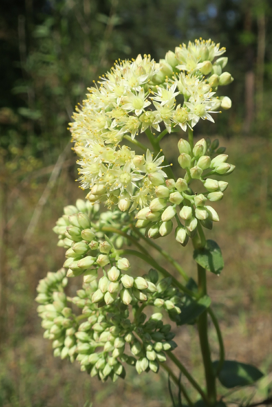 Image of Hylotelephium ruprechtii specimen.