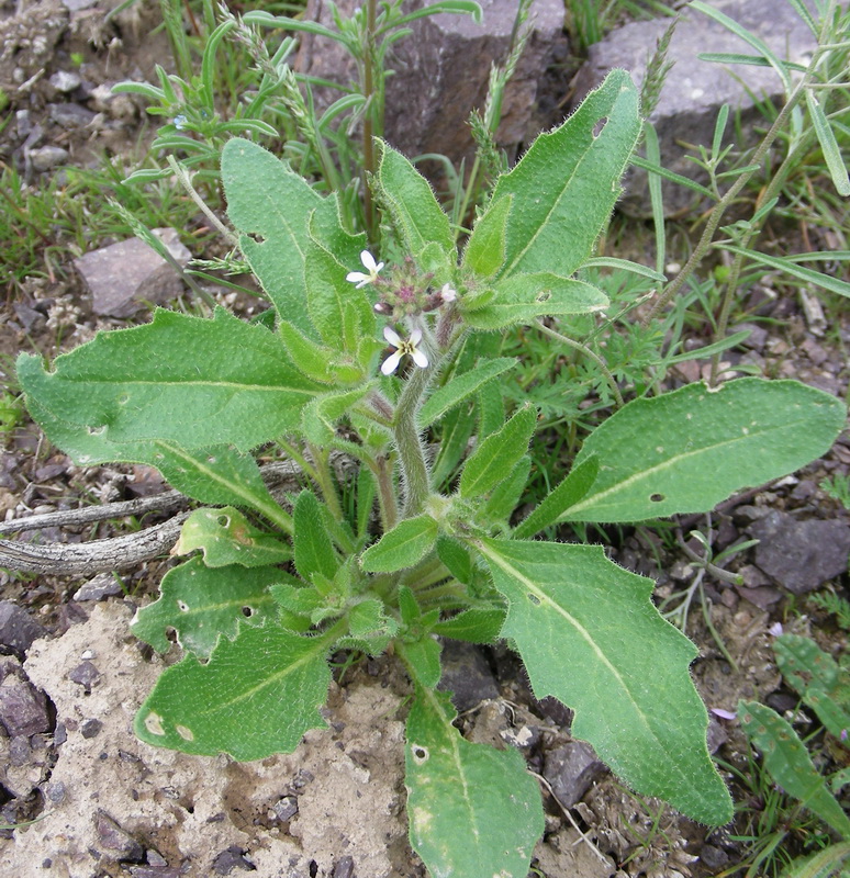 Image of genus Strigosella specimen.