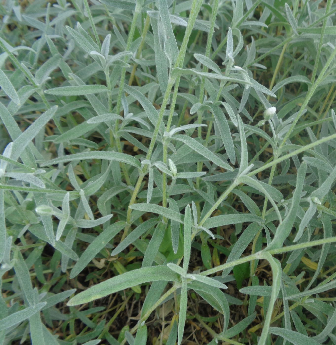 Image of Cerastium argenteum specimen.