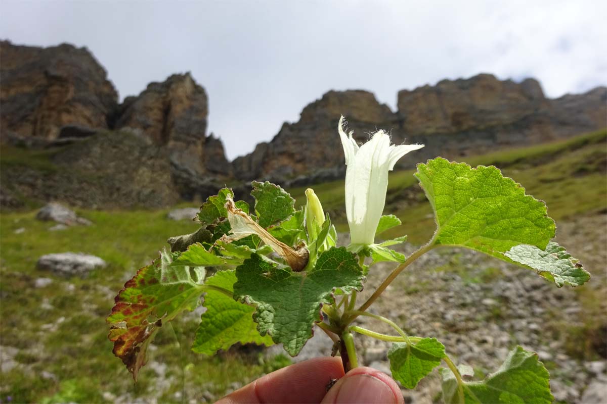 Изображение особи Campanula dolomitica.