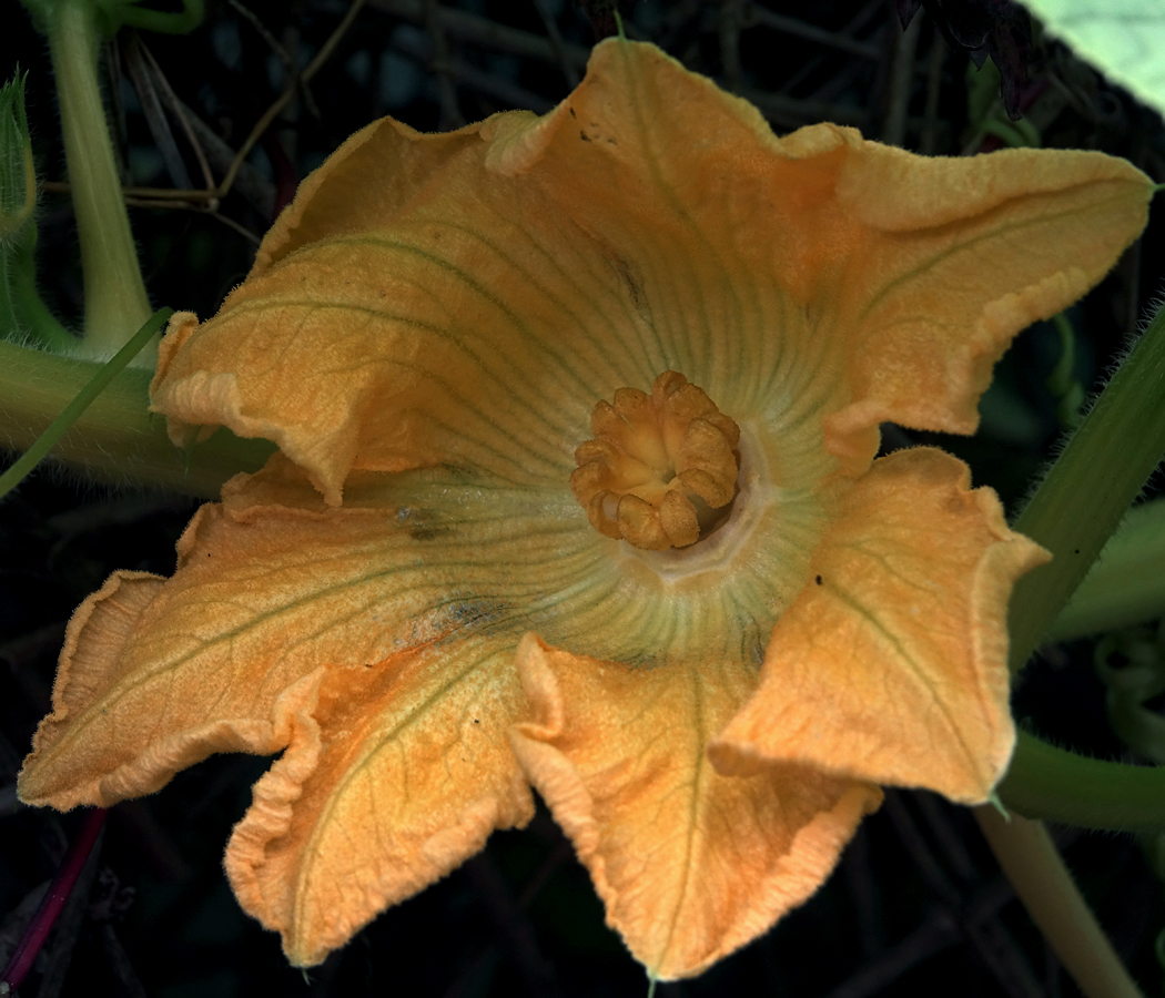 Image of Cucurbita pepo specimen.