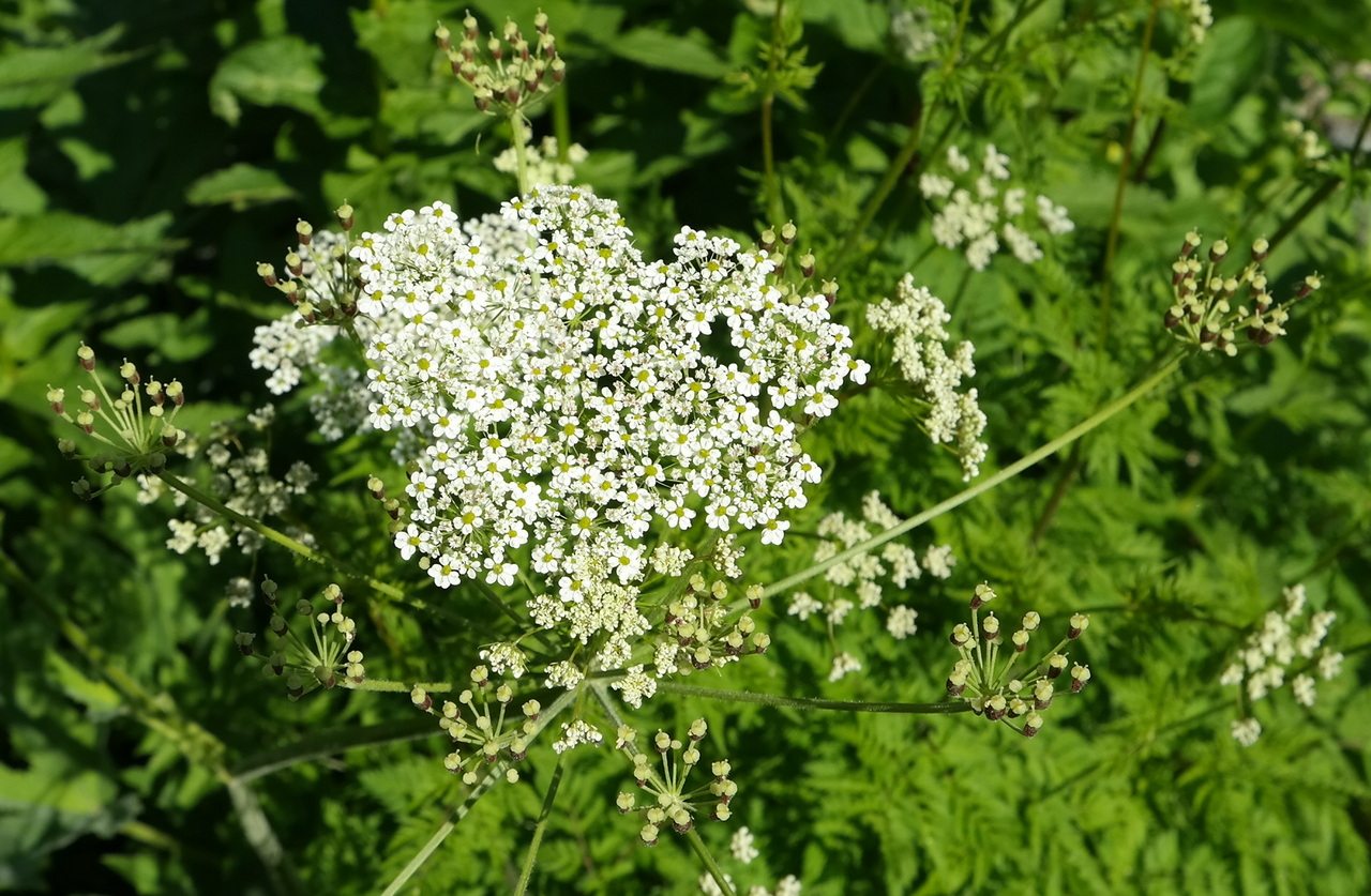 Image of Chaerophyllum aureum specimen.