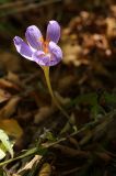 Crocus speciosus