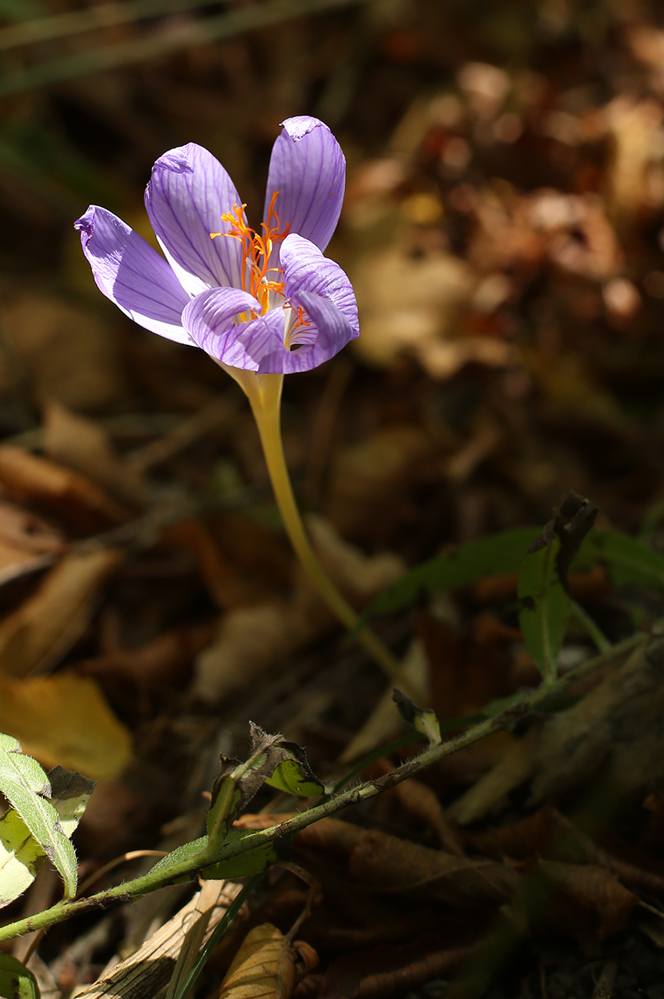 Изображение особи Crocus speciosus.