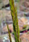 Arabis sagittata. Часть соплодия. Сербия, национальный парк Тара, плоскогорье Равна Тара, западный берег оз. Заовине, каменистый склон. 11.07.2019.