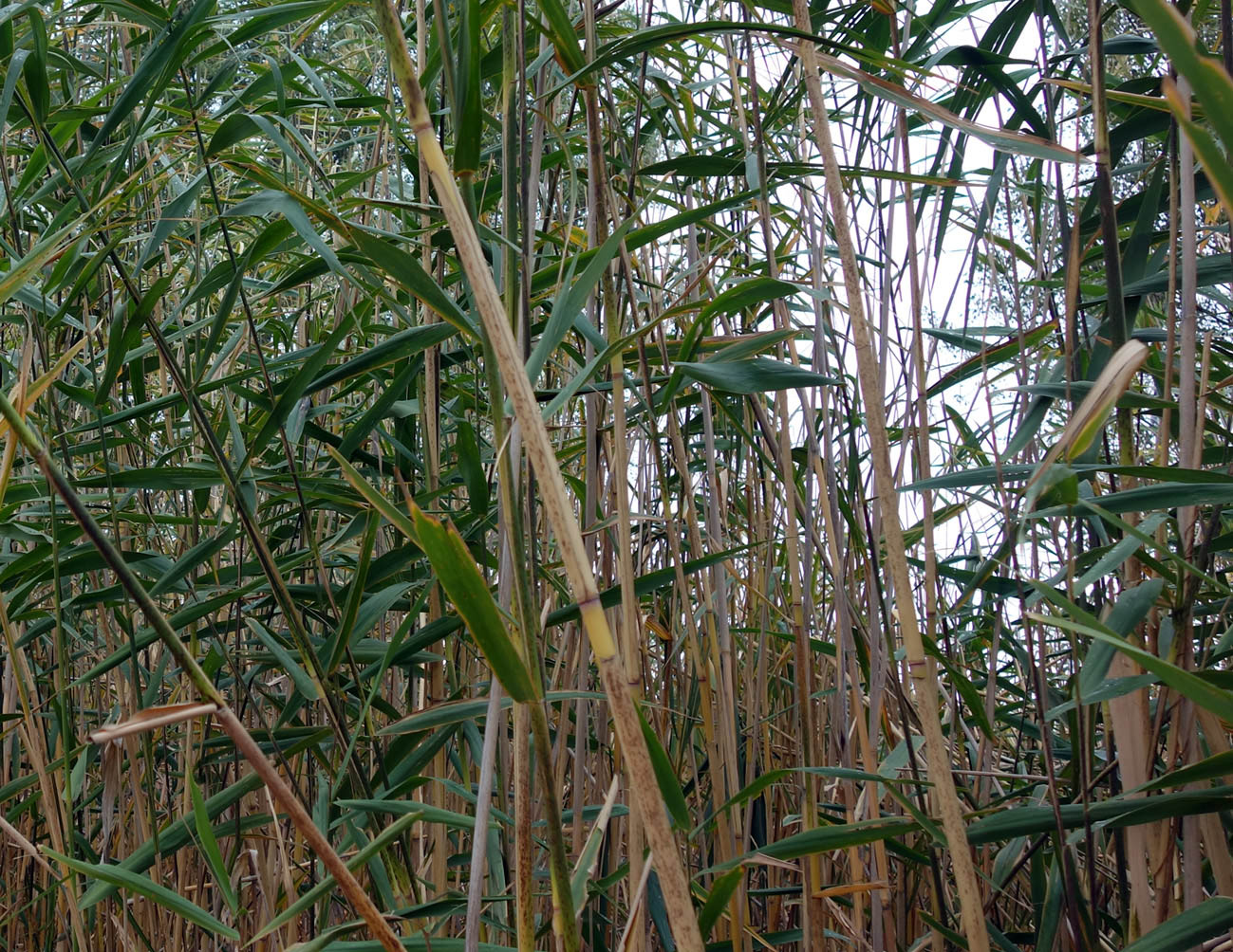 Изображение особи Phragmites altissimus.