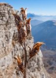 Pedicularis nordmanniana. Верхушка плодоносящего растения. Адыгея, Кавказский биосферный заповедник, Фишт-Оштенский массив, юго-восточный отрог горы Оштен, ≈ 2400 м н.у.м., на кромке обрыва. 31.10.2015.