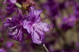 Rhododendron dauricum