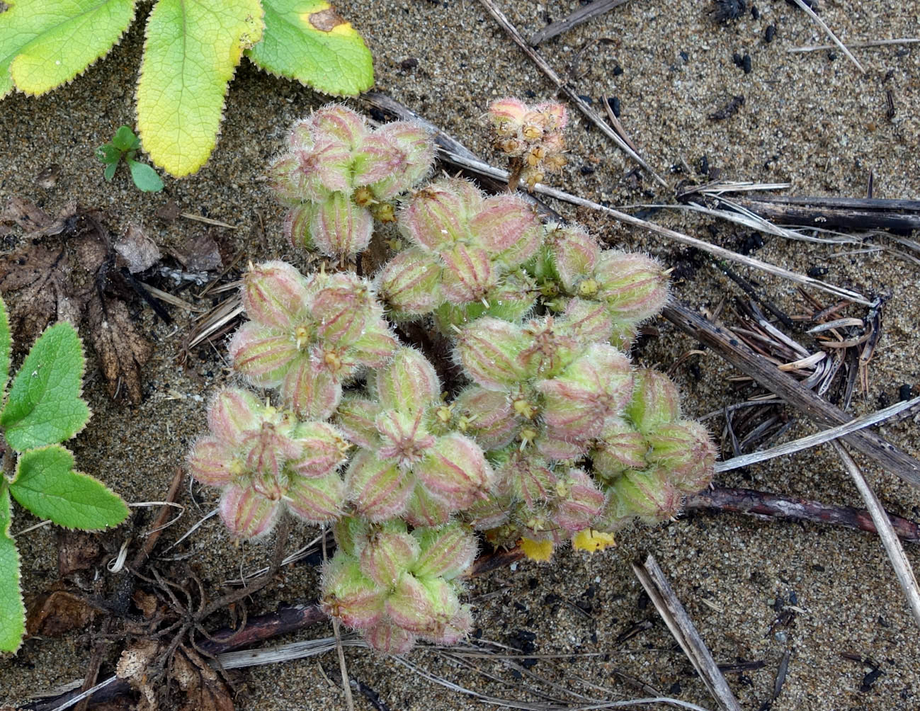 Image of Glehnia litoralis specimen.