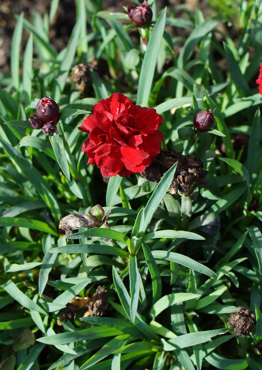 Image of Dianthus chinensis specimen.