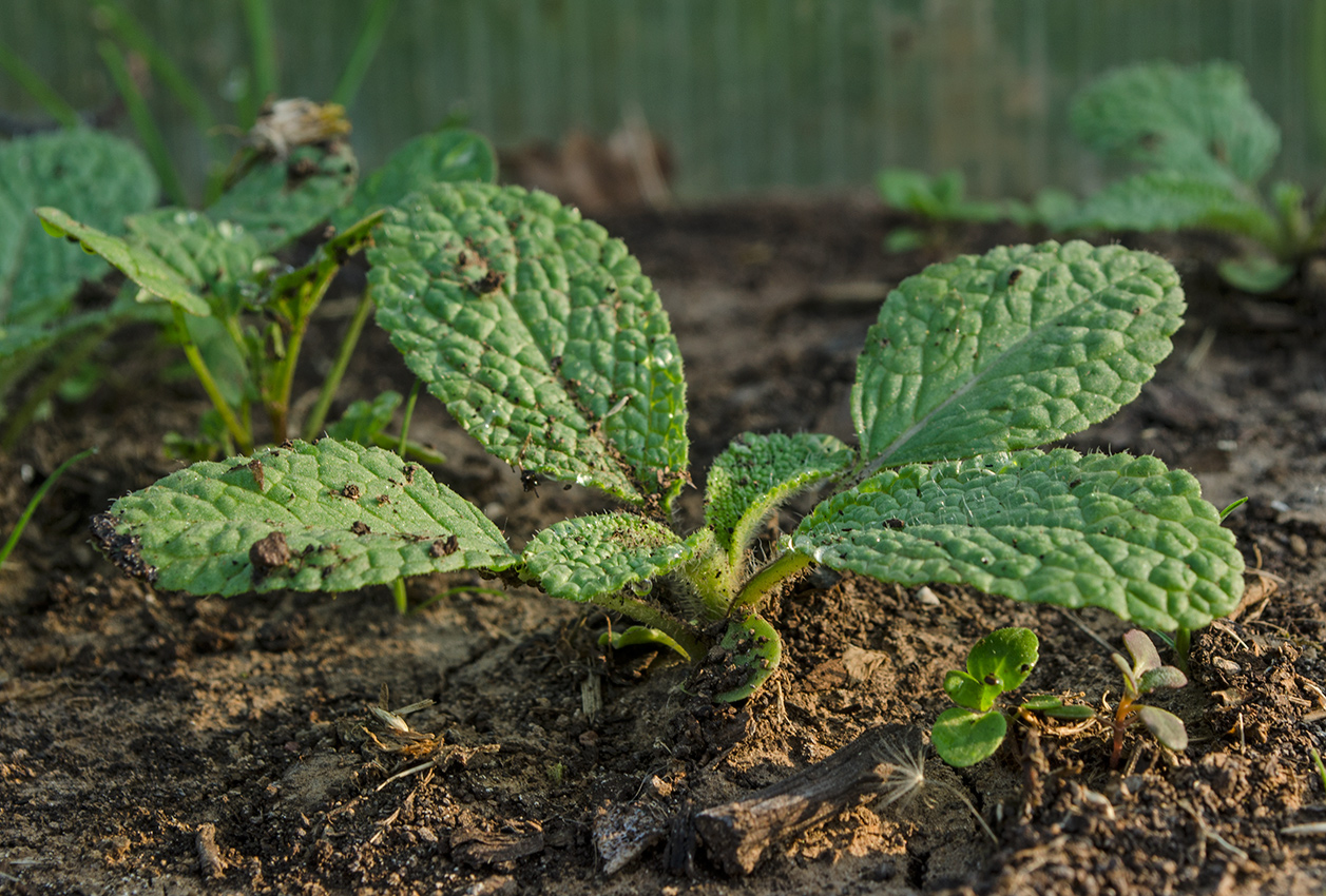 Image of Salvia viridis specimen.