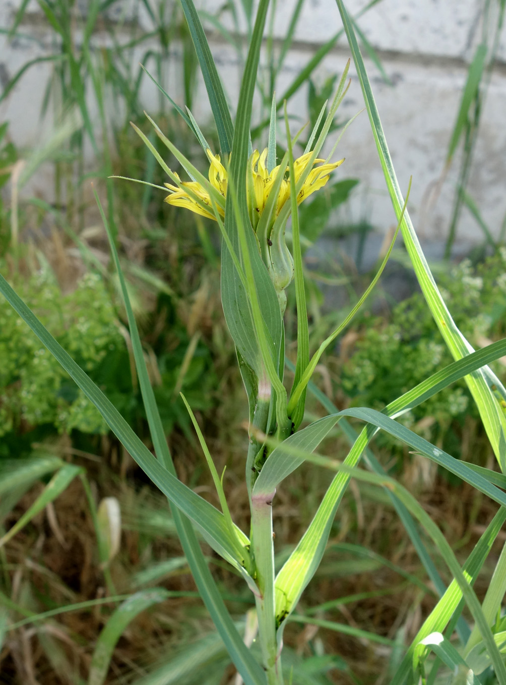 Изображение особи Tragopogon capitatus.