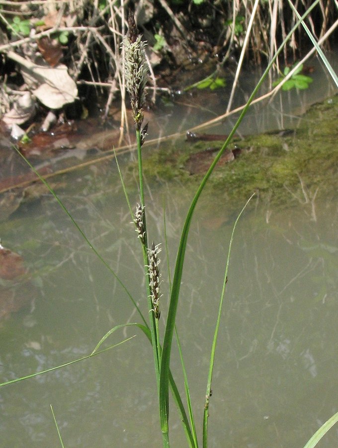 Изображение особи Carex melanostachya.