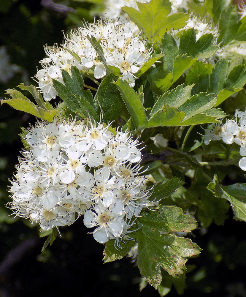 Изображение особи Crataegus pentagyna.
