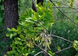 genus Fraxinus