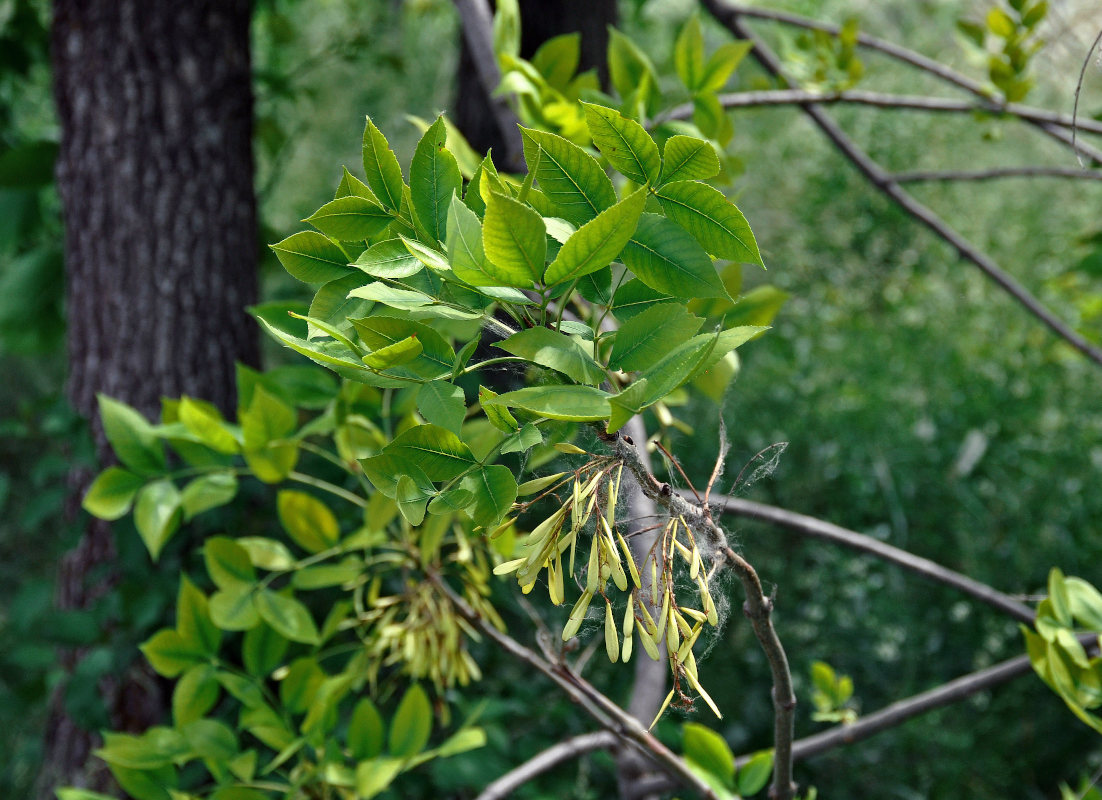 Изображение особи род Fraxinus.