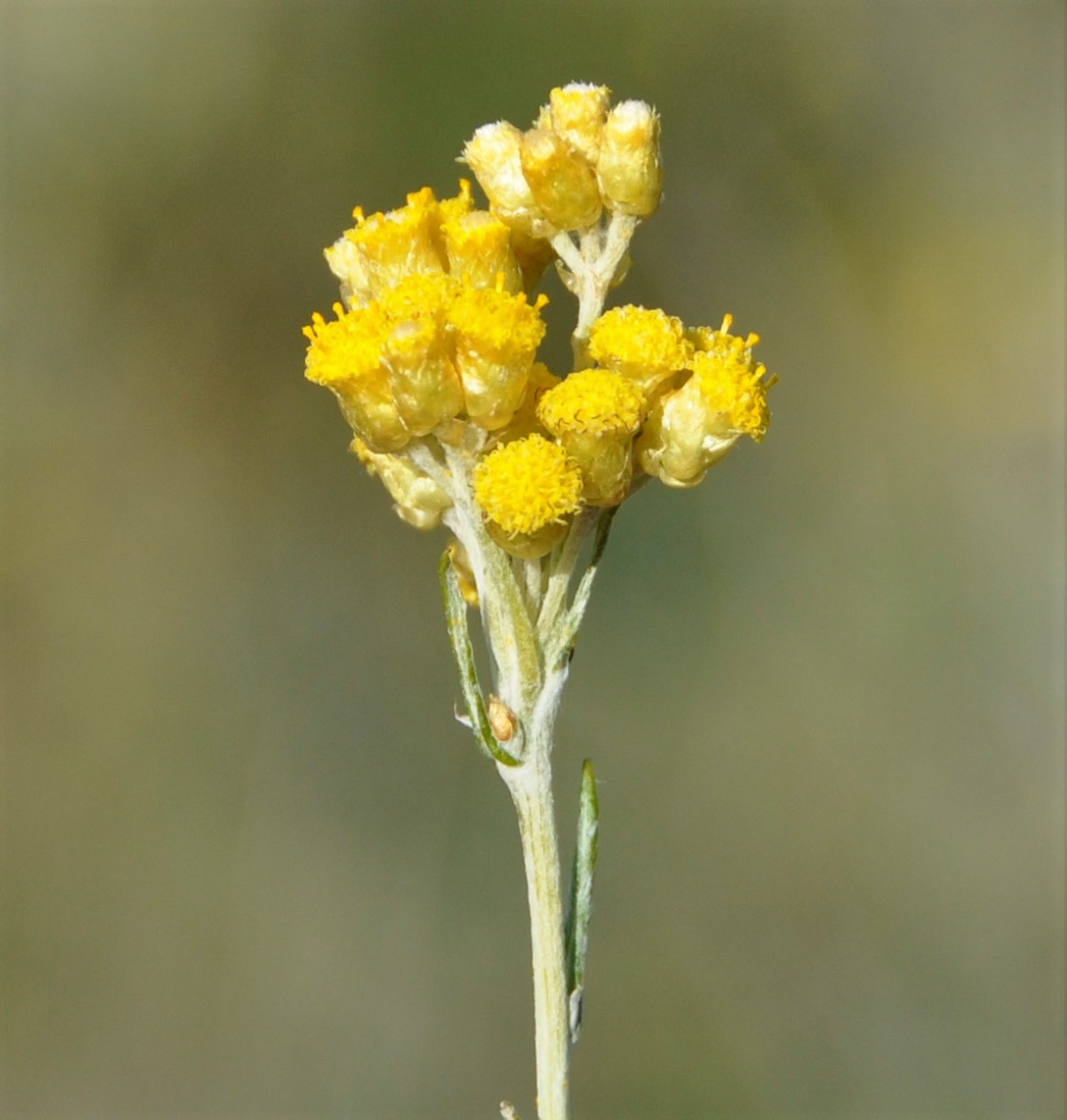 Image of Helichrysum stoechas ssp. barrelieri specimen.
