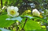 Calycanthus chinensis. Верхушка ветви с цветками. Польша, г. Рогов, арборетум, в культуре. 29.05.2018.