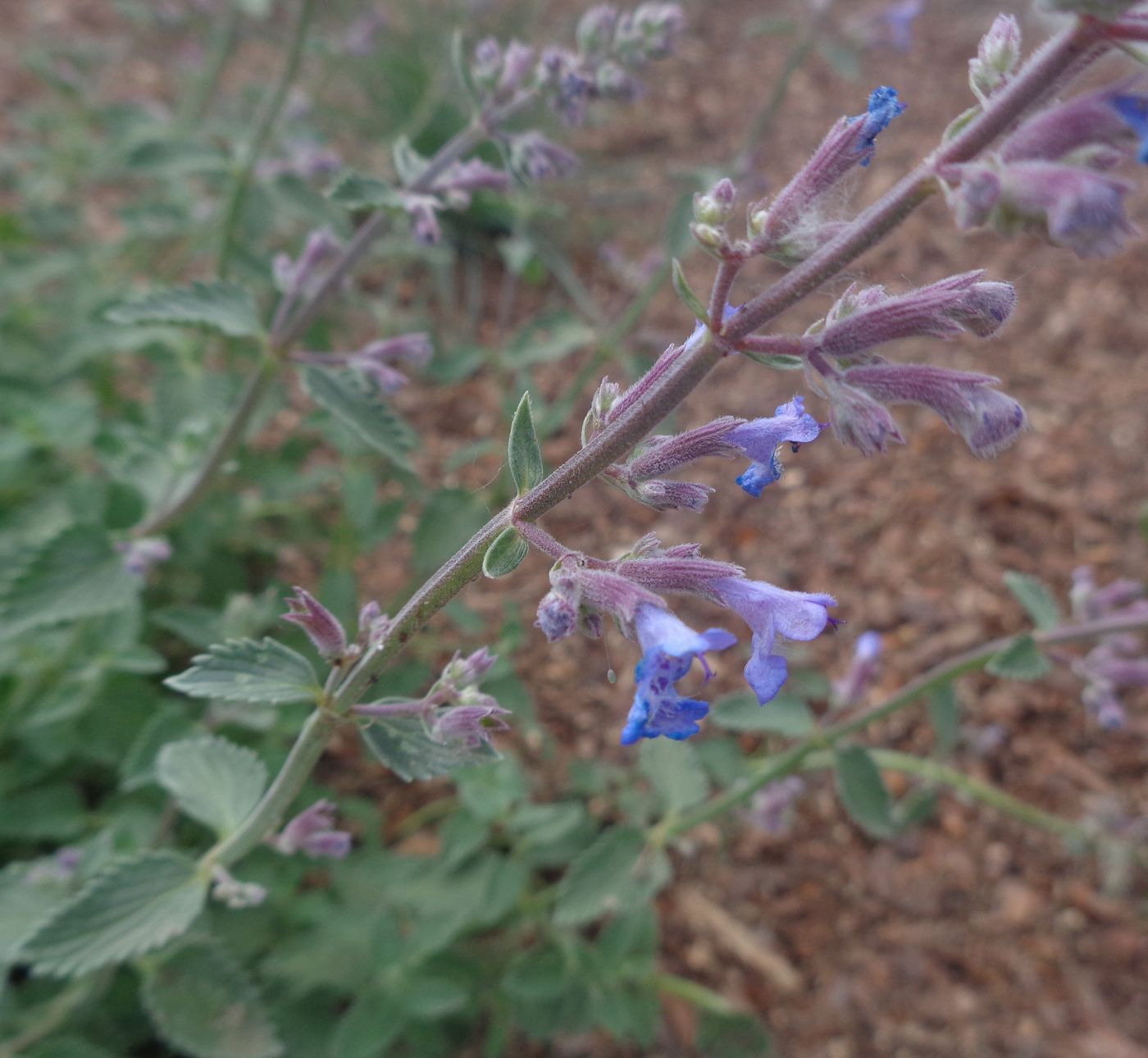 Image of Nepeta × faassenii specimen.