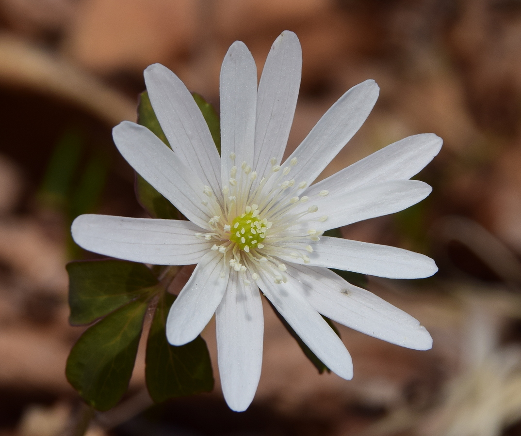 Изображение особи Anemone raddeana.