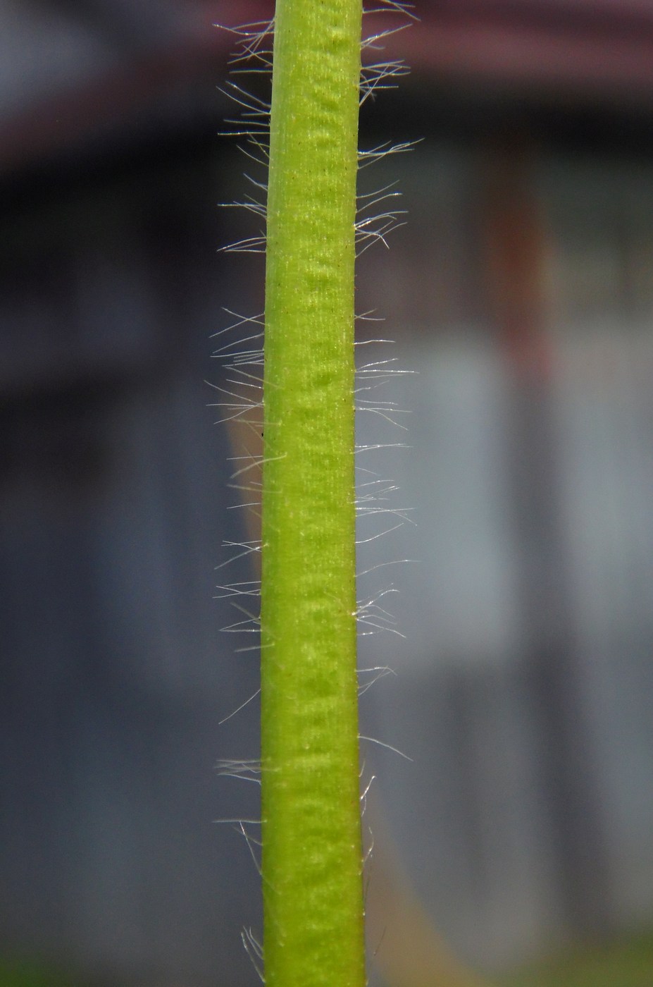 Image of Fragaria &times; ananassa specimen.