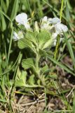 Teucrium pyrenaicum ssp. guarensis