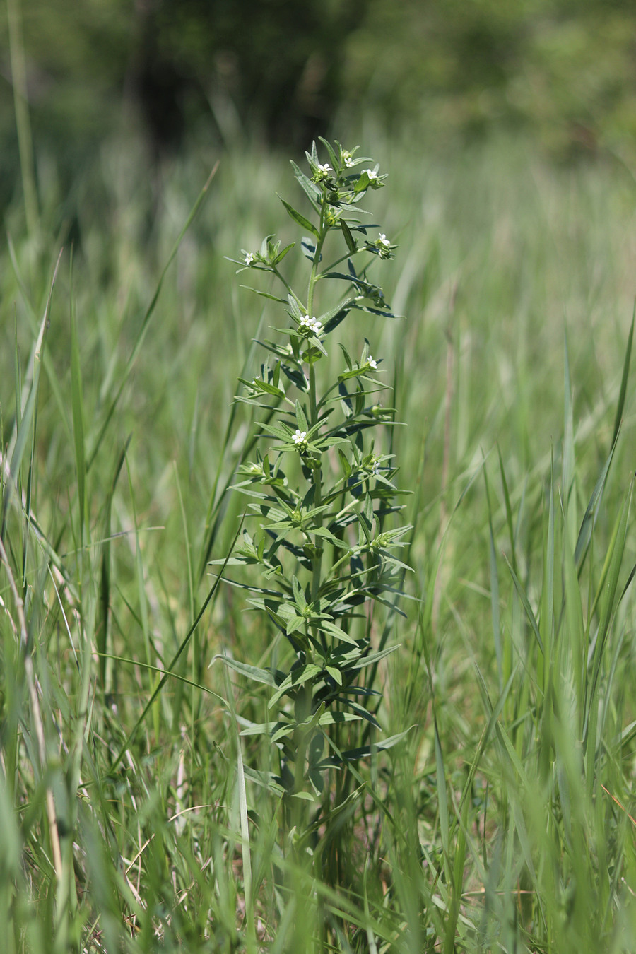 Image of Lithospermum officinale specimen.