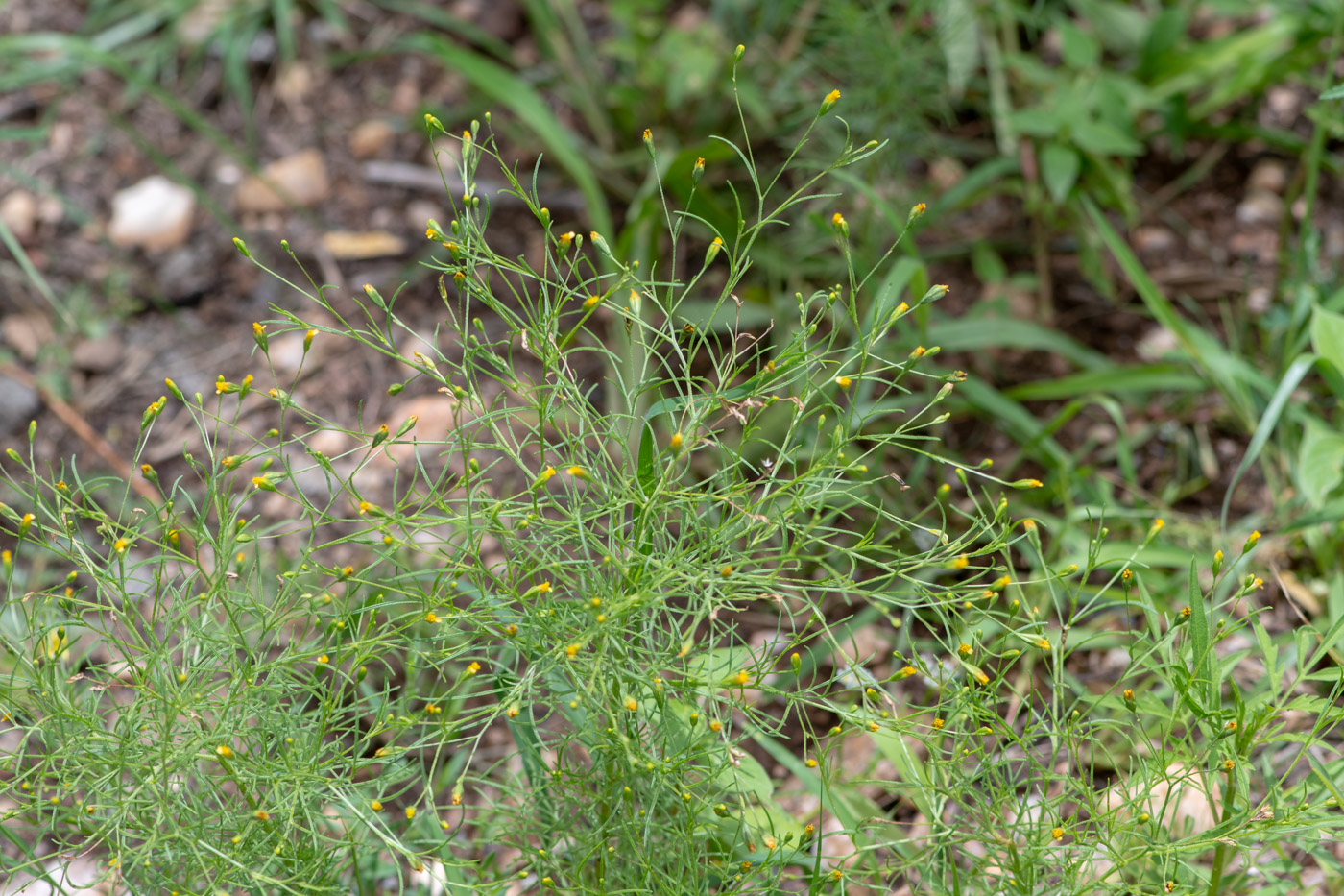 Изображение особи Schkuhria pinnata.