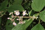 Miconia conospeciosa