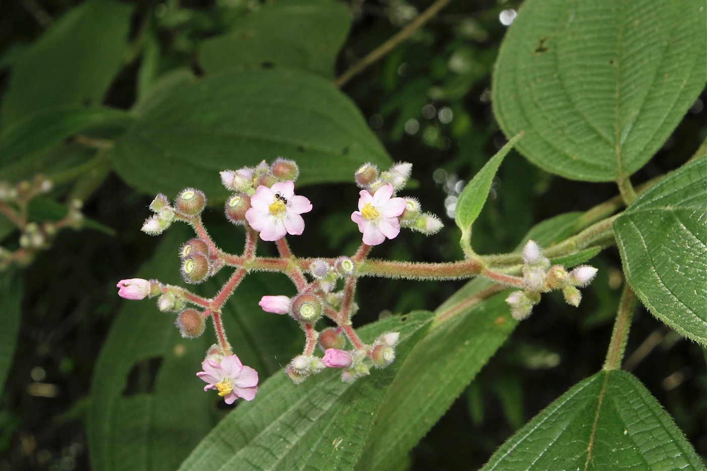 Изображение особи Miconia conospeciosa.