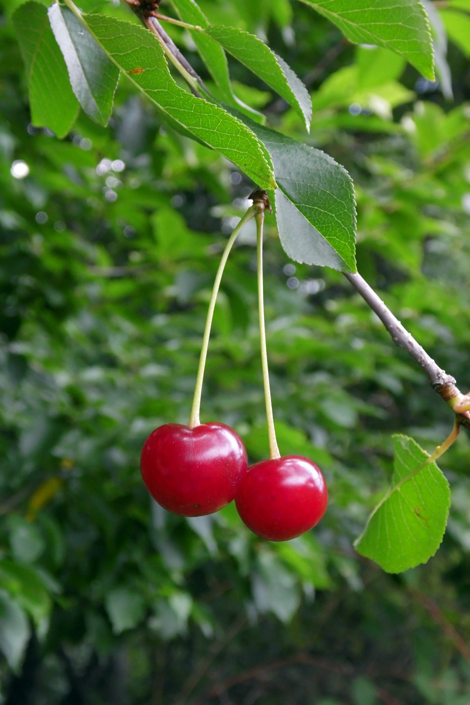 Изображение особи Cerasus vulgaris.