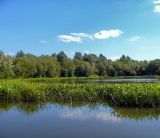 Sagittaria sagittifolia. Заросли на мелководье. Чувашия, окр. г. Шумерля, правый берег р. Сура, Сурский затон. 8 августа 2008 г.