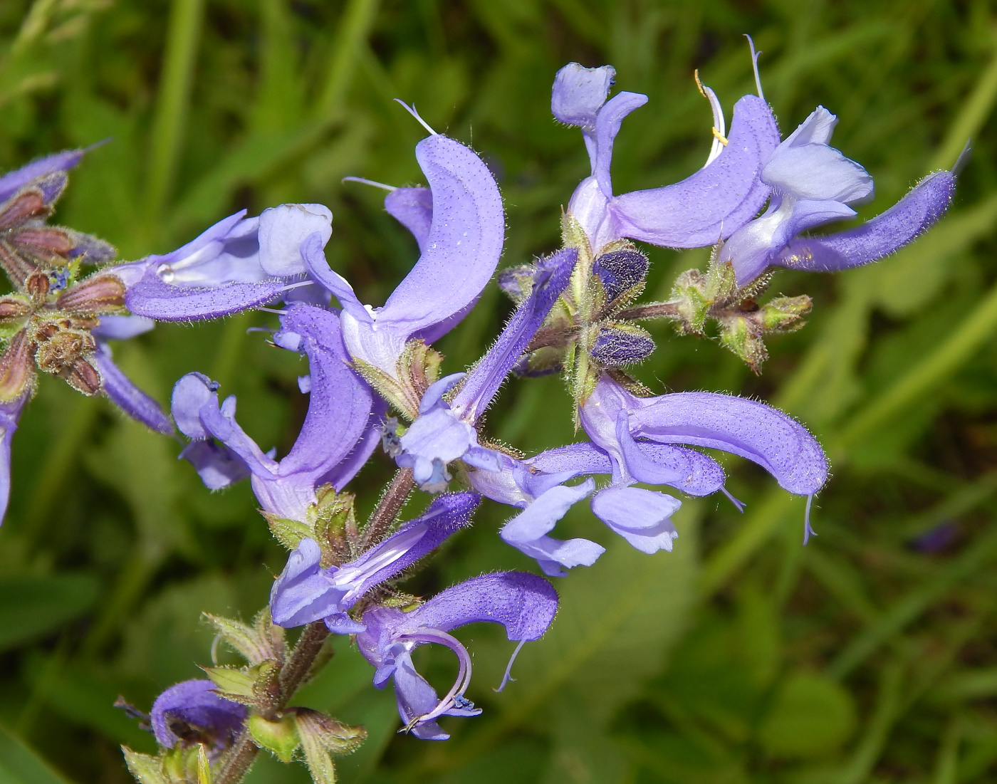 Изображение особи род Salvia.