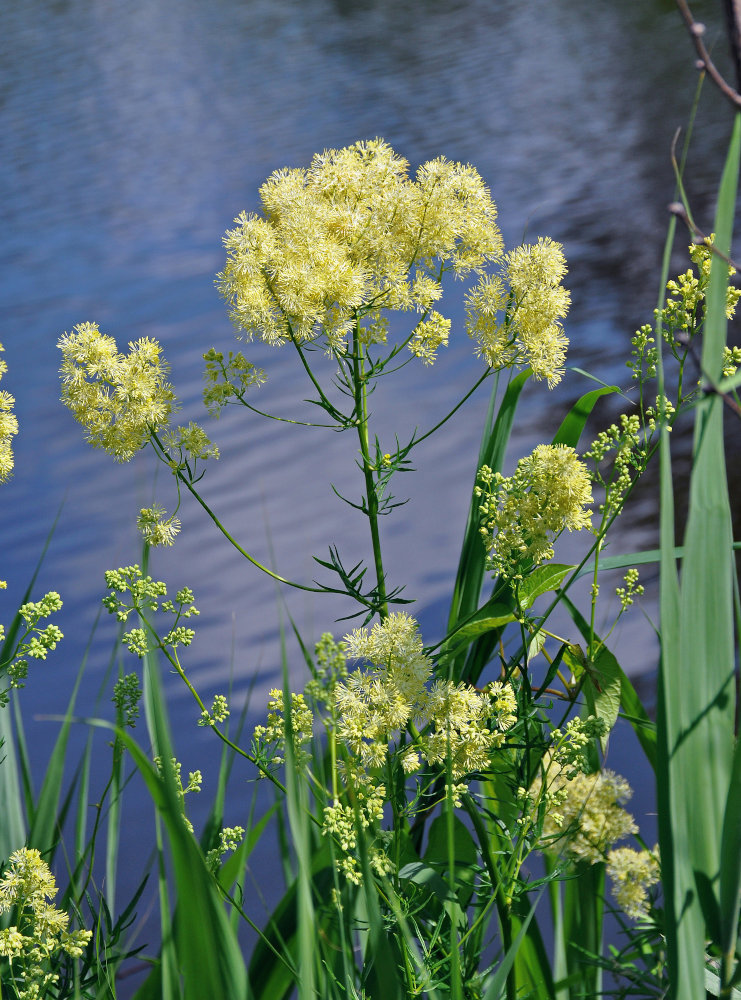 Изображение особи Thalictrum lucidum.