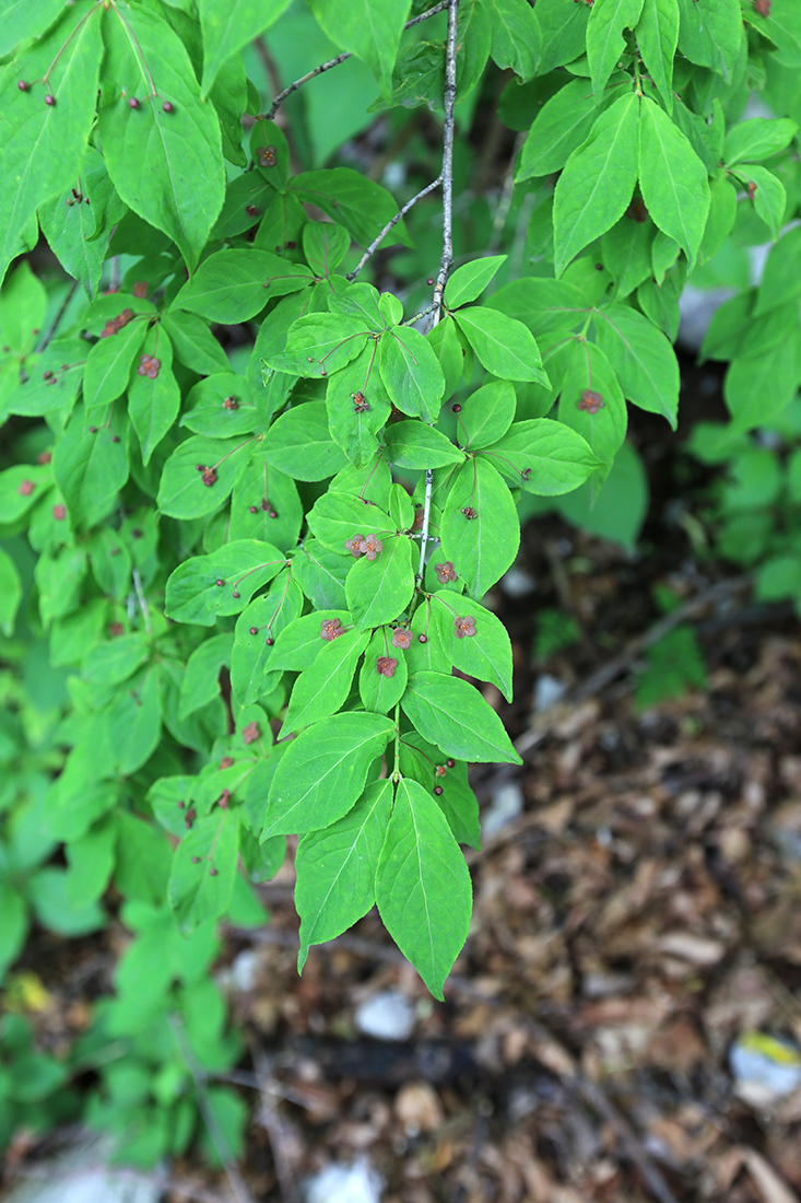 Изображение особи Euonymus pauciflorus.