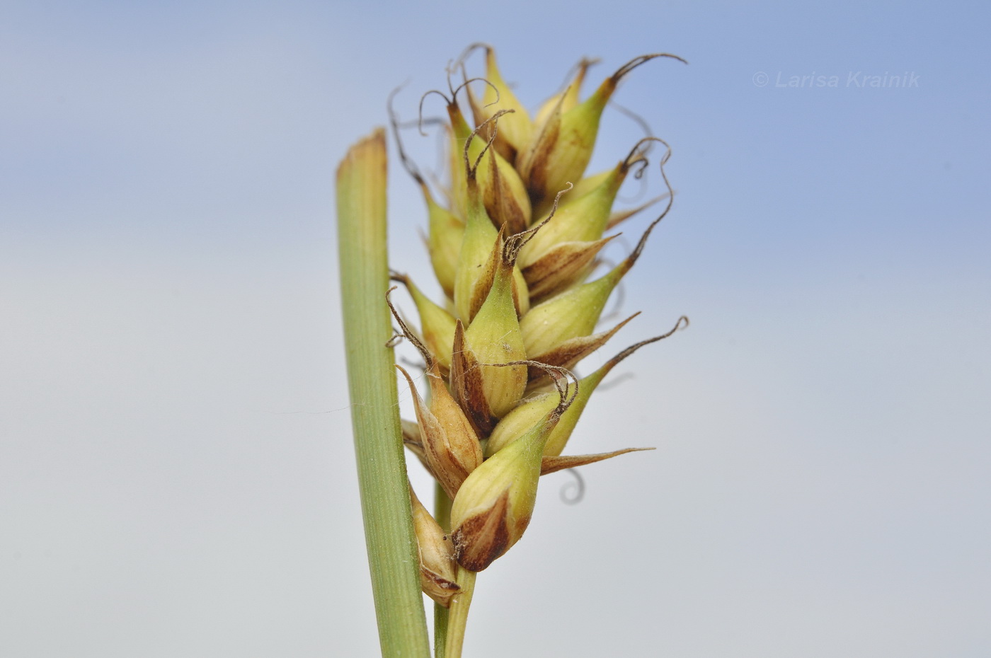 Изображение особи Carex pumila.