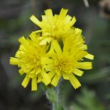 род Hieracium. Соцветие. Греция, гора Олимп. 02.09.2010.