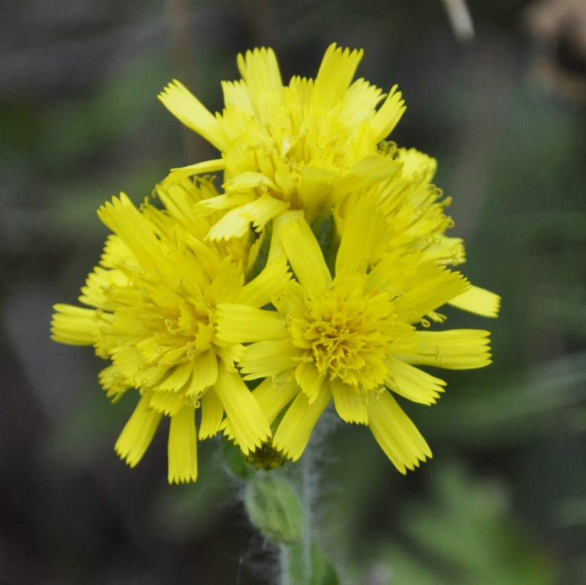 Изображение особи род Hieracium.