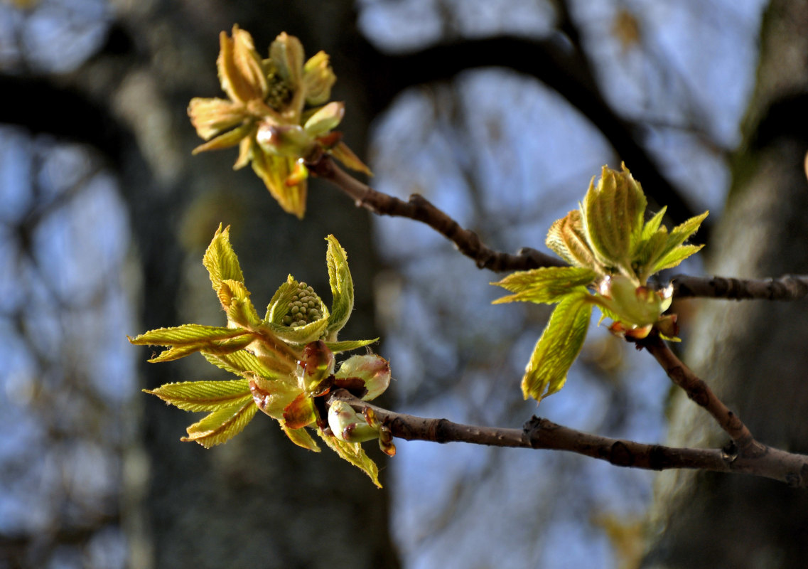 Изображение особи Aesculus hippocastanum.